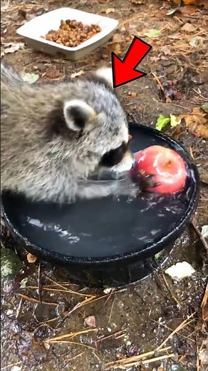 Warum waschen Waschbären ihr Essen wirklich?