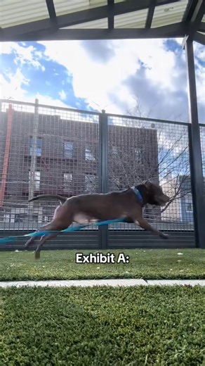 63K views · 5.1K reactions | Zion (ID: 213312) is adoptable at Queens...