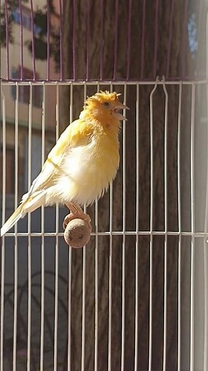 canary birds | canary calling female | canary singing | canario canto | kanari | birds sound | canar