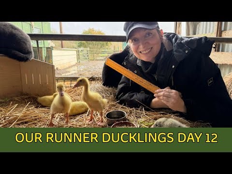 Our runner duck ducklings day 12 with Caroline