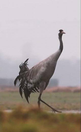 Common Crane: Ruler of Wetlands and Wide Horizons 🐦