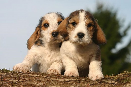 Petit Basset Griffon Vendeen (PBGV) Puppies For Sale In Harford, NY