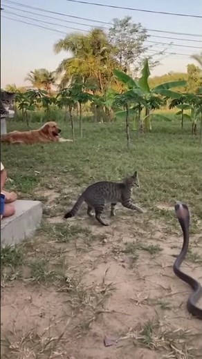 Backyard Horror: Snake Charges Child, Cat Saves the Day