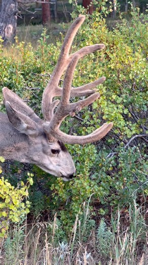 7K views · 1.8K reactions | This is a buck. Unfortunately no matter how many times I write that this is a buck some moron on Facebook will write “Buck, not a bull.”I get that not everyone made it past the third grade but can those people just learn how to read a caption? It’s not like Facebook is new, or the internet, or the English language!  Ok, rant over.  | Good Bull Outdoors | Facebook