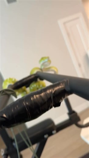 Miss Green Bean - [ ] #gtp #aru #biak #greentreepython #python #pythons #snake #snakes #snek #reptile #reptiles #reptilesofinstagram #reptilelover #reptilekeeper #pet #pets #daily #instagram #tiktok #reels #cute #fun #happy #ballpythonsoftiktok #boise #idaho #funny #sorong | Thegtpsofblr