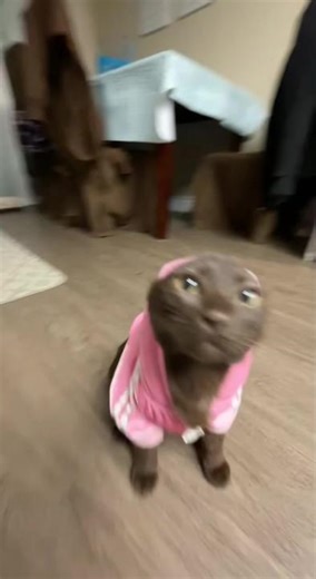 this is my second account☺️ @Ponyo and Coco #popipo#browncat#cocothebrowncat