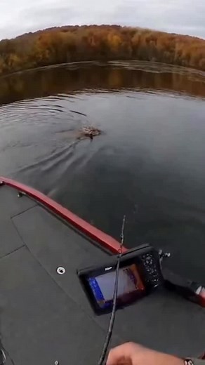 71K views · 3.9K reactions | Holy cow!!! This buck was not happy he was there! #deer #hunting #fishing #deerhunting #omg #funny #meme #ai #outdoors #adventure | Then&Now Outdoors | Facebook