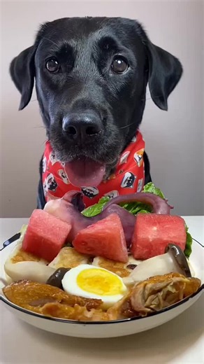 Dog eating his delicious food — barf diet ASMR