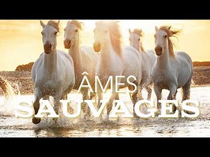 Camargue horses, freedom in the wild.