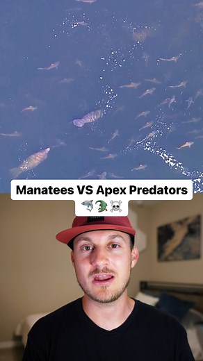 FloridaGuideJosh | Wild Florida | Adventure on Instagram: "If you’ve ever wondered why manatees have no natural predators… Manatees are the capybaras of the sea making friends with sharks, alligators, and crocodiles. 🐊🦈❤️ Like, comment, share to bring more awareness to the impacts on the West Indian Manatee. 🫶🏼 📸: @floridaguidejosh 🛶: @ecoventurefl #manatee #shark #crocodile #alligator #conservation #wildlife #florida"