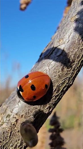 ​Kraljica voćnjaka: Bubamara 🐞​Besplatna zaštita voća​.Bubamara u akciji