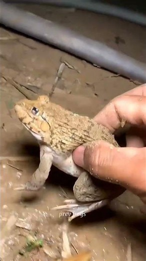 Funny frogs Catching | Wep wep catchingfrogsfunny | boing catch frogs make you laugh#shortsfeed