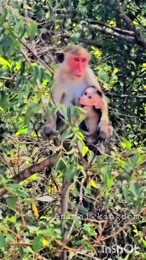 Baby Monkey Clings to Mom in the Wild #nature #wildlife #animals #monkey #Toque macaque #shorts