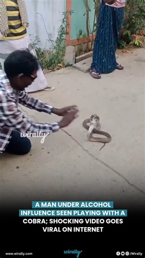 A video has surfaced showing a man allegedly under the influence of alcohol dancing in front of a cobra. The clip, which quickly went viral on the internet, shows the man taunting and getting dangerously close to the snake. According to reports, the man was found performing stunts near the cobra in a residential area, completely unaware of the potential threat. Despite the snake showing no initial aggression, the intoxicated man continued to provoke it with erratic movements and gestures. Eyewit