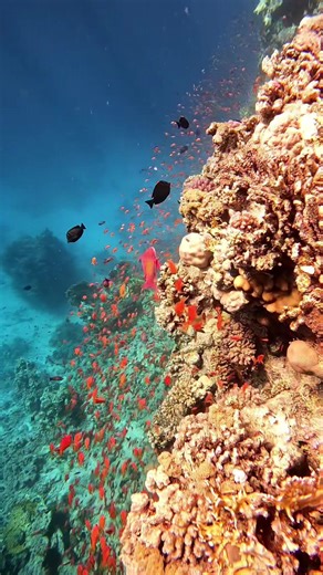 ‏#شرم_الشيخ #البحر_الاحمر #مصر #غطس