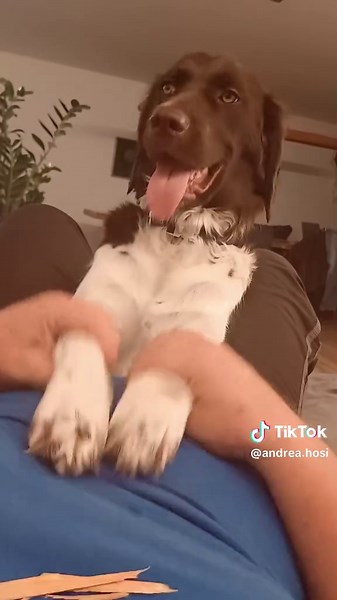 Du bist nicht nur ein Hund – eine Liebeserklärung 🐾