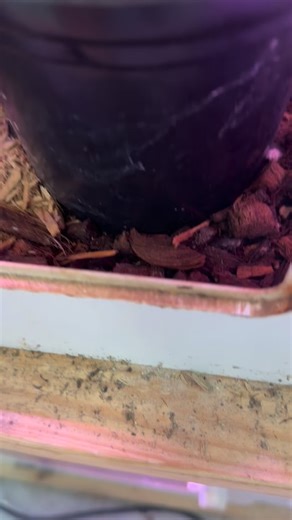 Candy female with her baby. #gekko #gekkogecko #tokay #tokaygeckosofinstagram #geckobreeding #geckobreeder #geckobaby | Gekko & Gecko