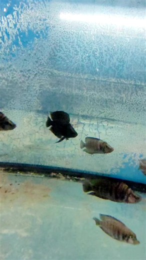 Unsere aktuelle sehr schöne & grosse Altolamprologus calvus black #altolamprologus #Tanganjika #tanganjikacichlids #tanganjikazucht #buntbarsche #fischversand #aquaristikhobby #zierfischzucht #aquarium #zierfische | Aquahaus Gaus
