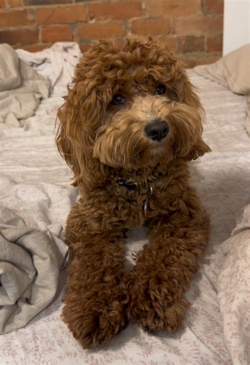 I don’t think I would survive #cockapoosoftiktoks #cockapoopuppy #funnycockapoos #charlie #dogtok