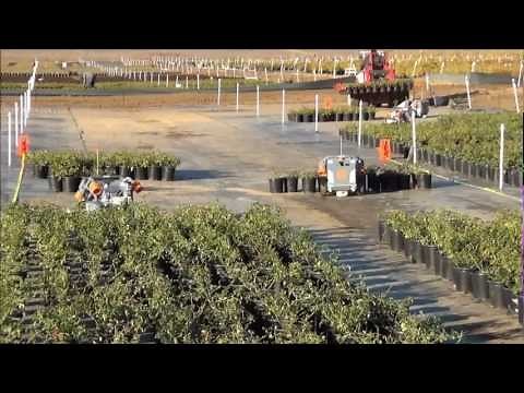 HV-100s spacing plants set down with bedding forks just in time.