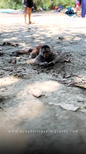 Misahuallí is a destination to fall in love with the Amazon world. Misahuallí, in the province of Napo, canton of Tena, is a destination to explore forests, rivers and waterfalls that will make you fall in love with the Ecuadorian Amazon. In addition, through the Community Tourism Centers (CTC) you will learn about the traditions of ancient peoples that will take your imagination back thousands of years. The main tourist attractions that you can visit in Misahuallí are the CTC Sichi Warmi, Shiri