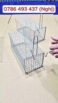 A simple and effective way to trap spiny rats using a standard trap cage.