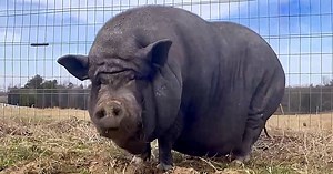 Morbidly Obese Pig Is Depressed After Owner’s Death And Loses The Will To Live