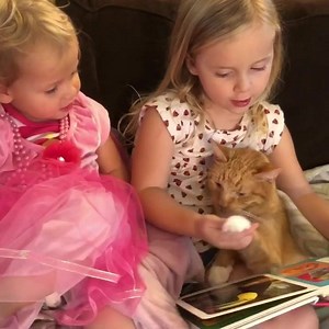 371K views · 36K reactions | International Cat Day today! Abby...