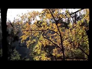 690 Trees swaying as the wind blows