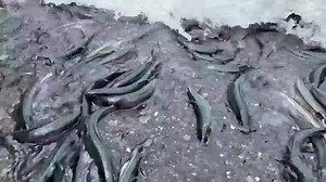 3.1K views · 96 reactions | The capelin are rolling in! These glittering little fish arrive in the thousands to spawn on our shores… most years in June or July. Hungry seabirds and whales quickly follow. We love to feast on these abundant little fish too, and many people will catch them in a bucket then fry them up over an open fire, right on the beach.  Christopher Payne | Fogo Island Inn | Facebook