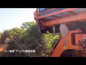 ブラジル機械収穫の様子