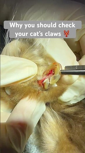 Overgrown claws can cause pain to your cat. #veterinarian #cat #painful #veterinaria #vet