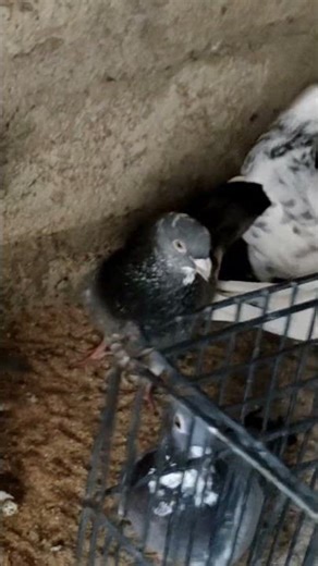 bro please i loss the pigeon so please help me my number 9345615009 please contact me i by