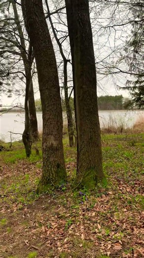 ein Haus im Wald #blogger #wald #puppylove #Disney #puppy #nature #germanshorthairedpointer