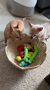Chihuahua Shenanigans: A Day of Foolishness