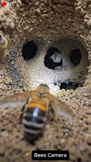 Underground Bee Colony Exposed #bees #wildlife