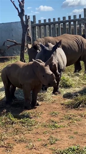 8.5K views · 904 reactions | Following Penny's introduction to the group she has gained an unlikely tour guide - our youngest and second newest #rhinoorphan Lila! The two bonded almost instantly with Lila showing Penny around the boma and sharing a mud wallow. As a social species the bonds these orphans form play a vital role in their long term rehabilitation and we couldn't be happier to see Penny fitting in so well with her new family  | Helping Rhinos | Facebook