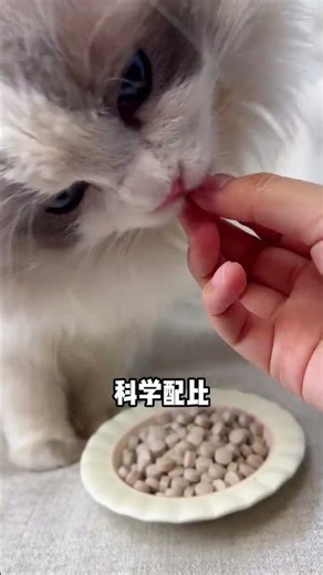 Why Does My Cat Keep Making a Mess? 🐾 Unraveling the Mystery