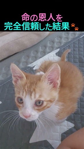 ボンネットから救出された子猫が魅せた最高の恩返しデレ🥺 #shorts