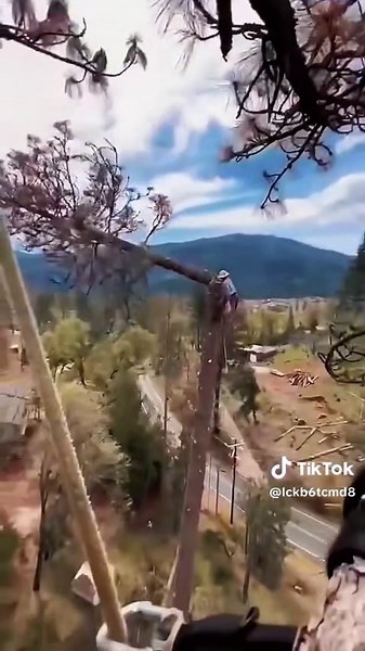 Logging Giant Dead Trees: A Satisfying Day in Nature