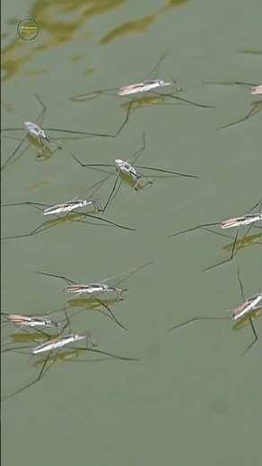 Water Striders/Pond Skaters