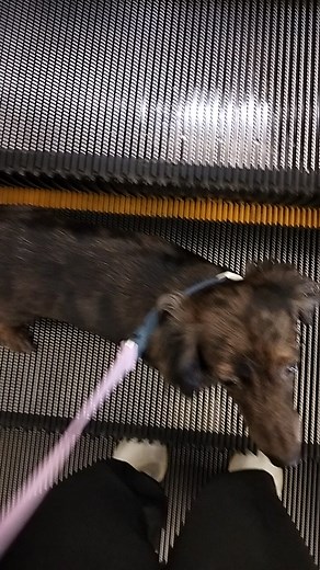 coco #viewersfriendsfollowers | Anita Faller Paragas