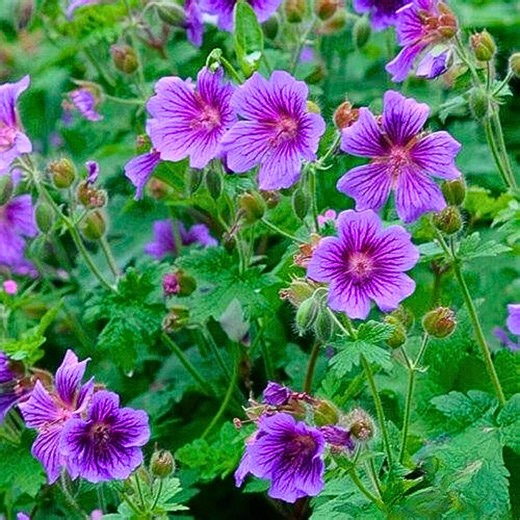 25 Himalayan Cranesbill Geranium Seeds | Hardy Blue Perennial - Etsy