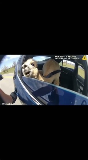 🚨 Alpaca Caught DRIVING! 🚔 #shorts