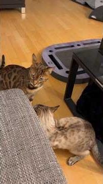 Lily im Angriffsmodus – niemand ist sicher ￼ #katze #katzenvideos #katzen #miau #katzenaufyoutube