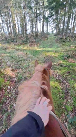 parfois j'ai l'impression de vivre dans un conte de fée 🤎🧡🌿 #cheval #horse #balade #calm