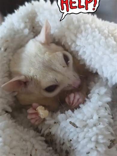 Help! My sweet little sugar glider needs a name! We’re not 100% sure if this tiny cutie is a boy or a girl yet, so I’m looking for the perfect unisex name. Drop your best ideas below — cute, quirky, magical, nature-inspired… I want to hear them all! 🐿️✨ Bonus points if it fits a tiny, big-eyed, sugar-sweet little glider who already owns my heart 💕 #fyp #viral #sugarglider #katytx #rosetherapuleuticfarm