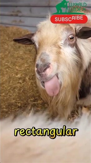 Amazing Facts About Goats | Types, Breeds, Colors & Unique Features