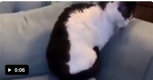 Cat becomes a perfect circle - Video