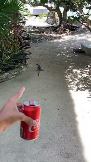 Inoxtag découvre la faune du Mexique dans le jardin de la villa 😅